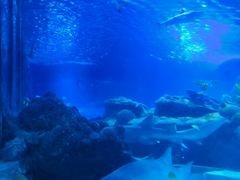 -太平洋海底世界