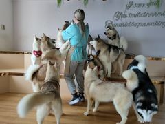 -Husky Go! 哈士奇体验馆·宠物咖啡厅狗咖