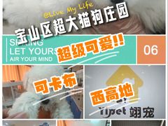 -翊宠yipet猫狗购宠庄园犬舍•猫舍