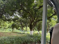 -张坝桂圆林公园