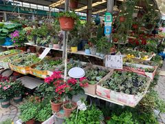 -曲阳花鸟市场(曲阳路店)