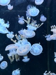 -Zoolung Zoolung动物主题公园(海信广场店)