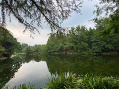 -东平国家森林公园