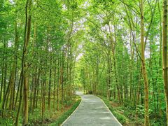 -桤木河湿地公园