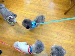 -观桥阁(锦溪店)