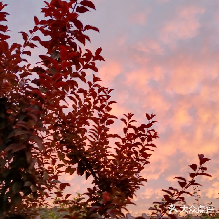 老妈今天早上拍的美丽的朝霞[愉快][强]