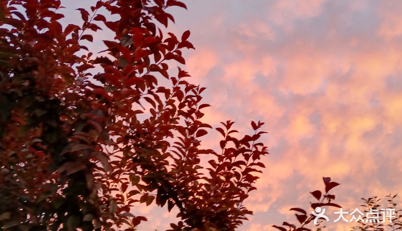 老妈今天早上拍的美丽的朝霞[愉快][强]