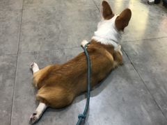 -严国平动物医院(德政总院)