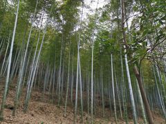 -上海佘山国家森林公园天马山园