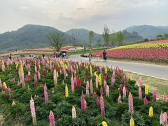 -径山花海