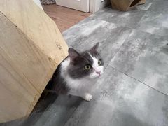 -楼上猫咖(罗湖店)