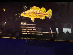 -江和美海洋公园
