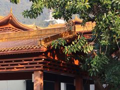 -深圳仙湖植物园
