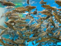 -老村长土菜馆(湖墅南路店)