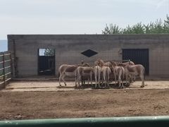 -青藏高原野生动物园