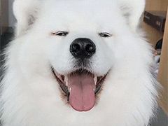 -吉英盐焗鸡(文中路店)