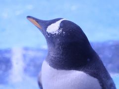 -上海海昌海洋公园
