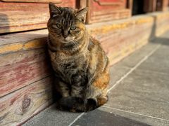 -龙华素斋(龙华路店)