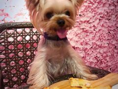 -百好乐宠物友好餐厅(朝外大街店)