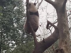 -都江堰中华大熊猫苑