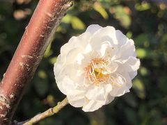 -无锡梅园公园