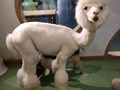 -藦茜花园宠物主题亲子互动体验馆(国顺东路店)