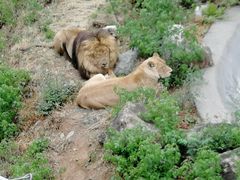 -石家庄市动物园