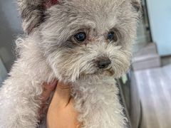 -萌宠之家·腊肠犬·马尔泰·小体犬舍