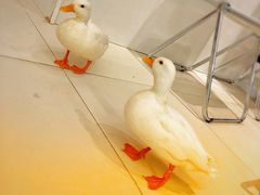 -怪兽屋·羊驼·猫咖·狗咖(俊华广场店)