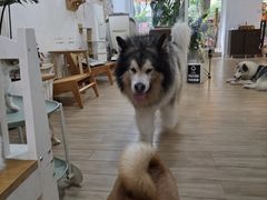 -李小姐の猫咖啡馆(五角场店)