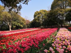 -上海鲜花港