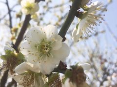 -苏州上方山国家森林公园