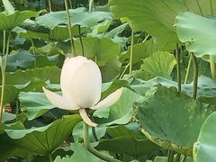 -四里河滨水生态公园