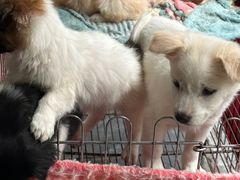 -桂林市花鸟市场