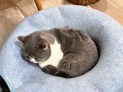 -柴迷FANS CLUB·柴犬狗咖·猫咖
