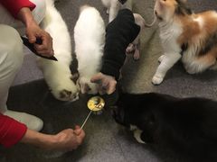 -猫色咖啡·猫咖