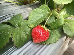 -甜心庄园·甜心草莓采摘园(西青中北店)