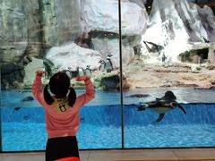 -帝企鹅自助餐厅•儿童岛•真企鹅(长隆企鹅酒店)