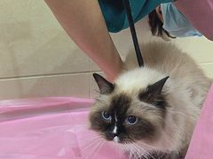 -北京观赏动物医院·24小时大型综合·猫专科·异宠专科