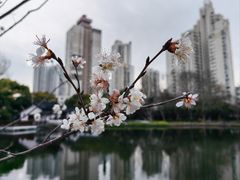 -和平公园