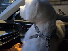 -达爱动物医院·犬猫分区·CT·复杂眼科(远洋山水分院)