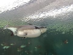 -珠海长隆海洋王国