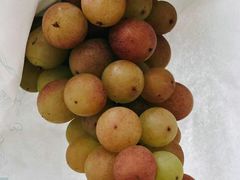 -马陆小张葡萄园农家乐