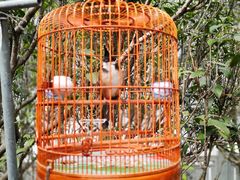 -园圃街雀鸟花园