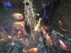 -迪拜水族馆及水下动物园