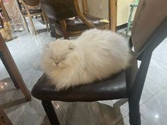 -猫小院猫主题餐厅(南锣旗舰店)