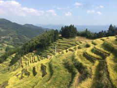 -紫鹊界梯田景区