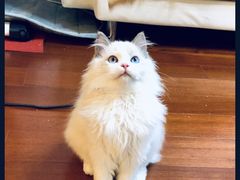 -Bastet sally猫舍购宠(静安店)