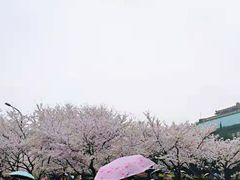 -武汉大学-樱园