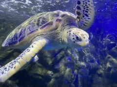 -太平洋海底世界